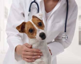 vétérinaire Tierarztpraxis am Homberg Wangen b. Olten