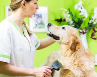 vétérinaire Praxis für Tierakupunktur Zollikon